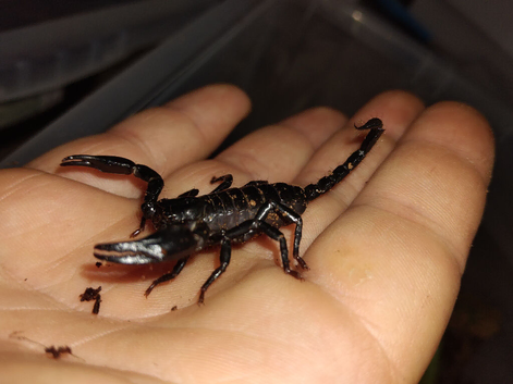 Forest scorpions