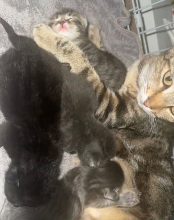 Mainecoon mix