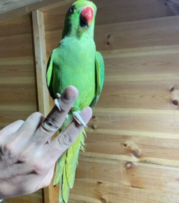 Baby ring tamed talking parrot