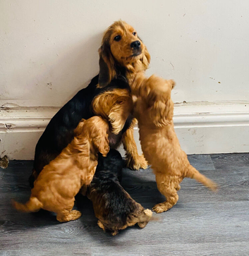 F1 cockapoo puppies ready to leave