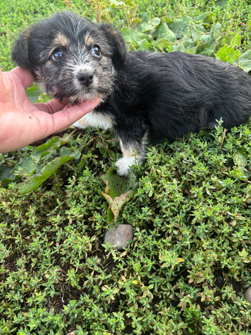jack russel pups Only one pup left