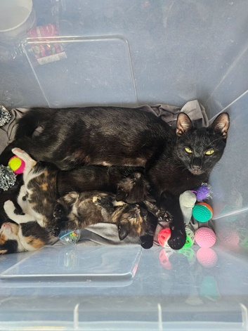 Kittens ready to be rehomed