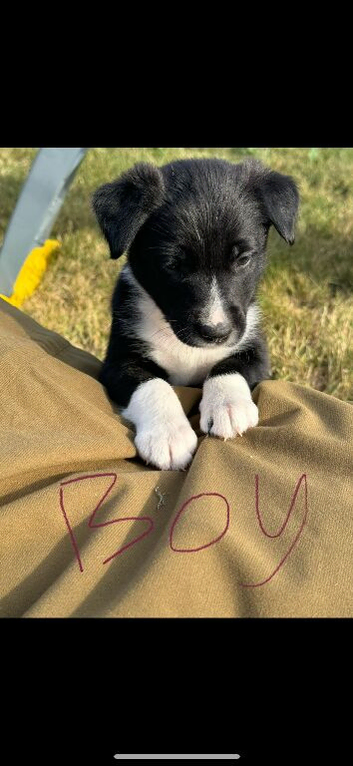 Collie puppies