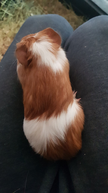 3 Female Guinea pigs for sale