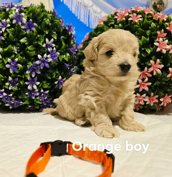 Maltipoo puppies for sale