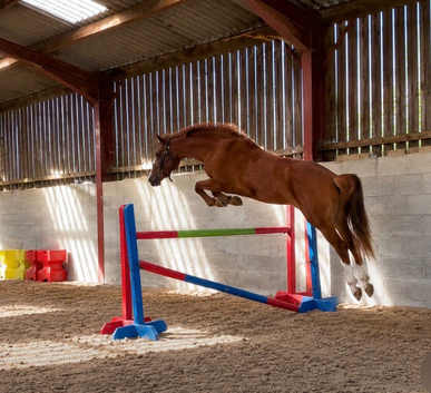 Fun showjumping  all rounder