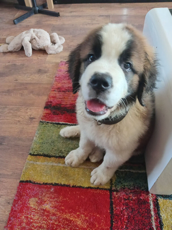 Fab looking Saint bernard girl 10 weeks