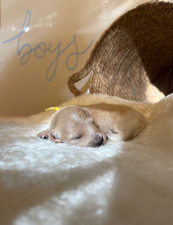 KC Reg Longhair Cream Miniature Dachshunds