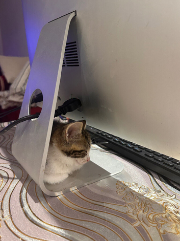 8 week make kitten