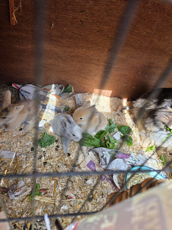 Double maned lionhead