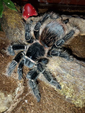 Female Salmon Pink Birdeater and full set up
