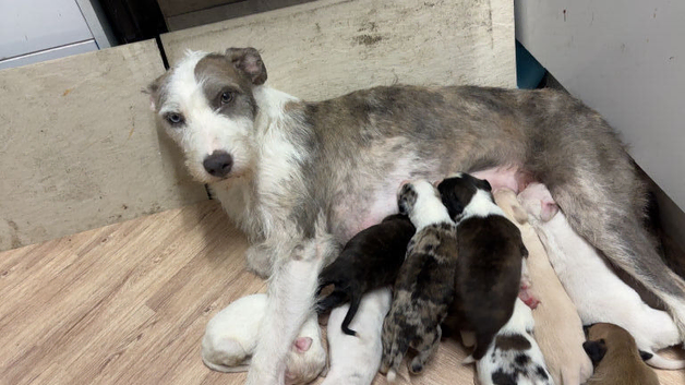 Lurcher cross saluki puppies