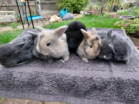 Beautiful mini lops