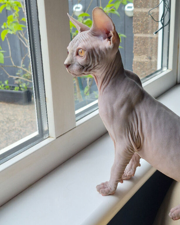 Sphynx kittens with 5 generation certificate