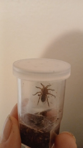 3cm Golden Blue Leg Tarantula