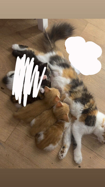 kitten