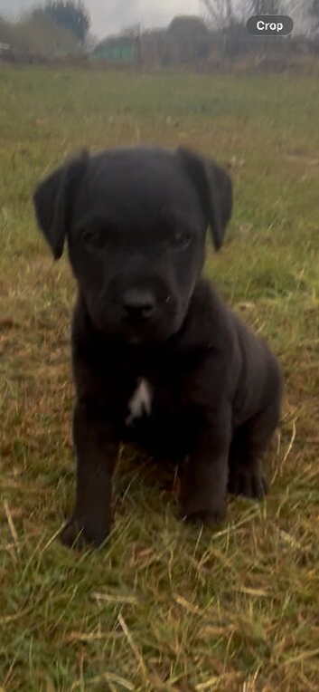 Patterdale x Lakeland