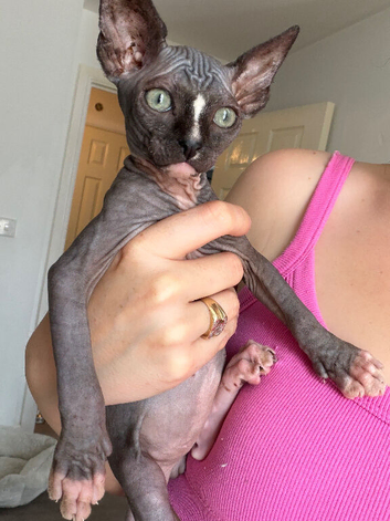 Male black-and-white (bicolor) Sphynx kitten with blue eyes