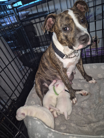 White Staffies