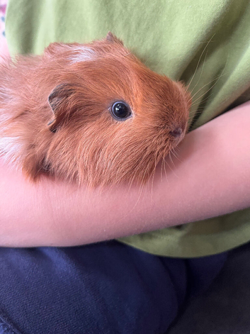 Male guinea pig