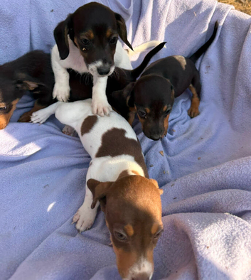Mini dachshund x jack Russell puppies