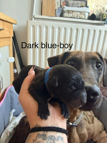 Belgian mali cross