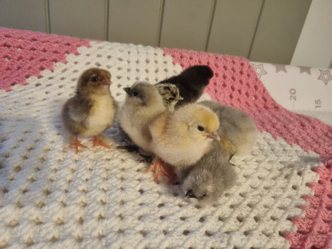 SilkiexPekin(pilkie) chicks
