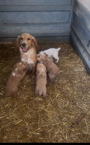 Working cocker spaniel