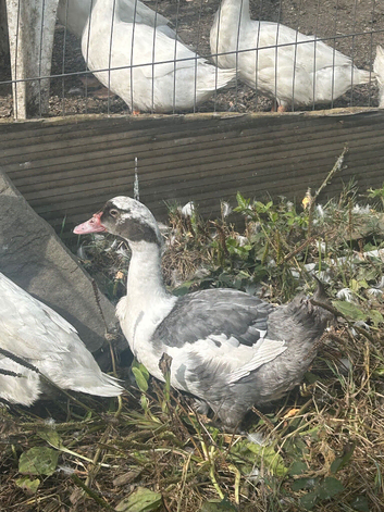 Muscovy drakes 12 weeks