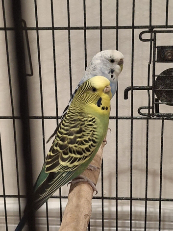2 Female Budgies