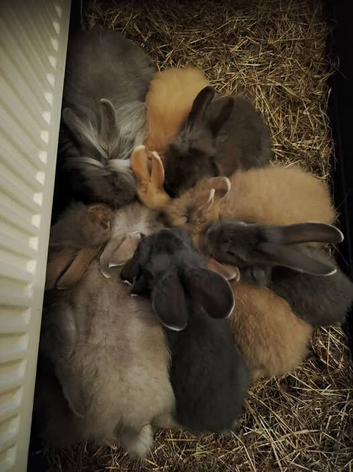Baby Lionheads