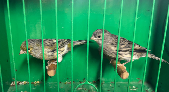 Pair of colour canaries