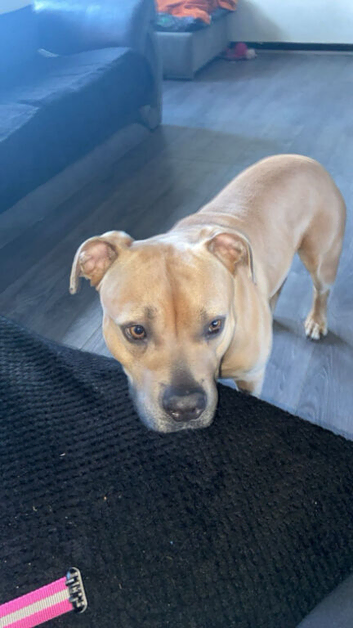 Pandora 2 year old female