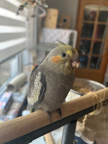 Adorable hand reared cockatiels