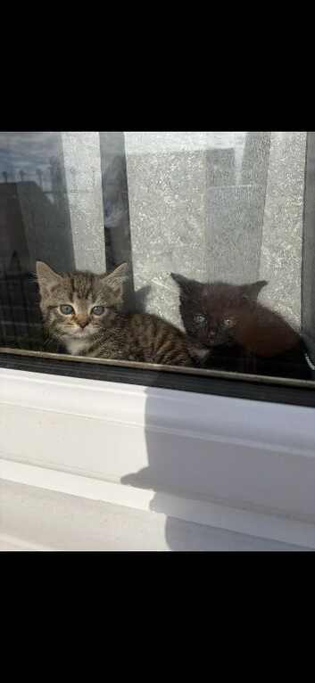 2 kittens to rehome