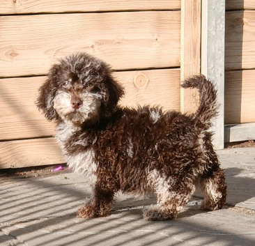 Choc Merle toy poodle