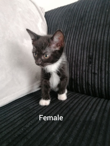 Beautiful Kittens looking for loving homes