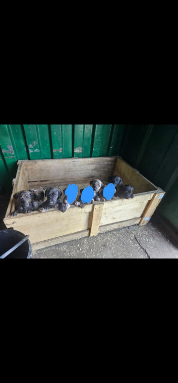 Lurcher pups 8 week old