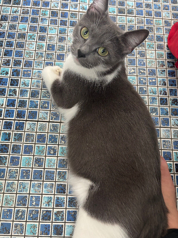 Stunning baby kitten looking for her forever home last baby left