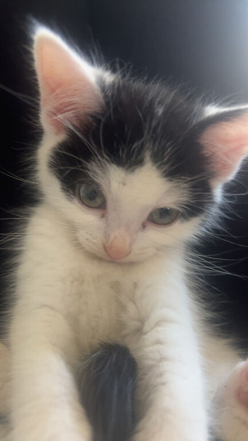 Kitten for sale 8 weeks old