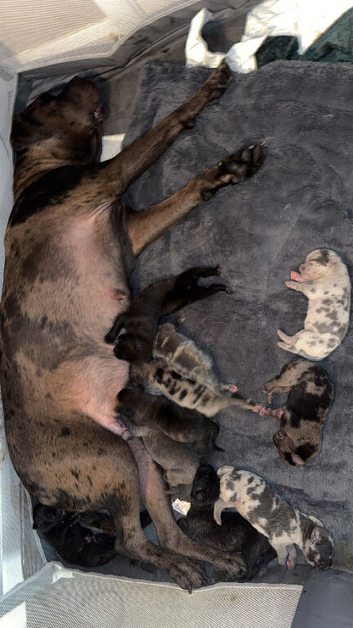 Cane corso puppies