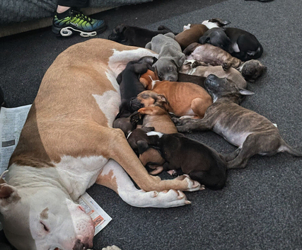 6 American X Staffy Puppies For Sale
