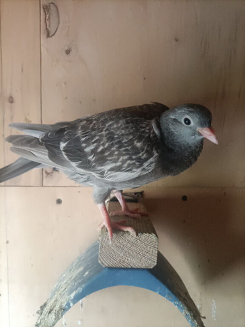 Young roller