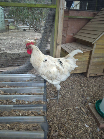 Jersey Giant cockerel. Born 23/03/26