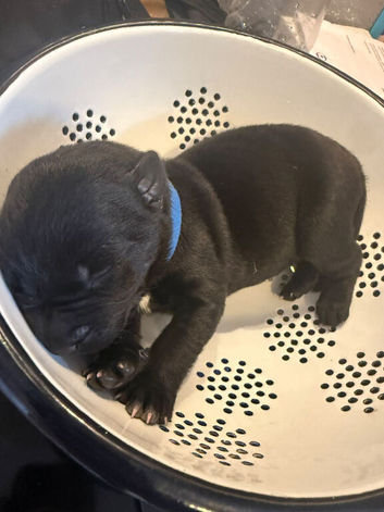 Mali X American bulldog