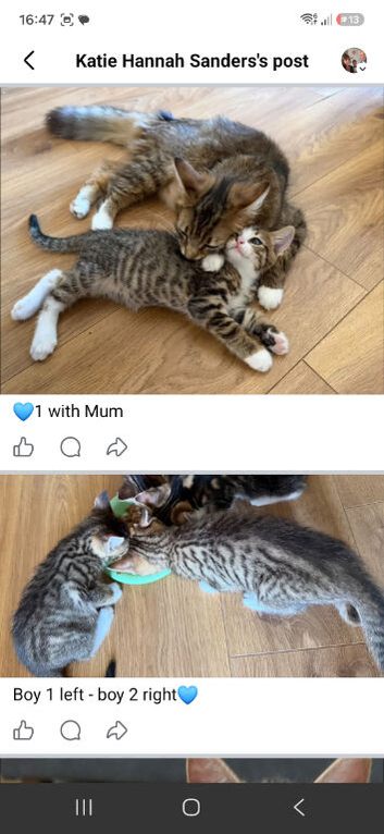Male tabby kittens
