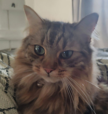 MISSING CAT &ndash; PLEASE HELP
