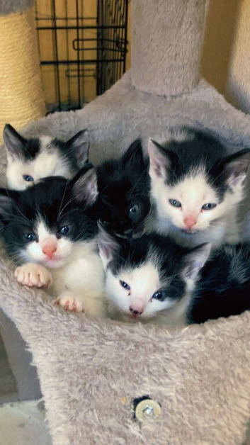 2 beautiful kittens ready end of may