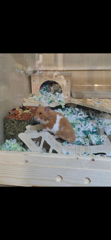 Male Syrian and enclosure