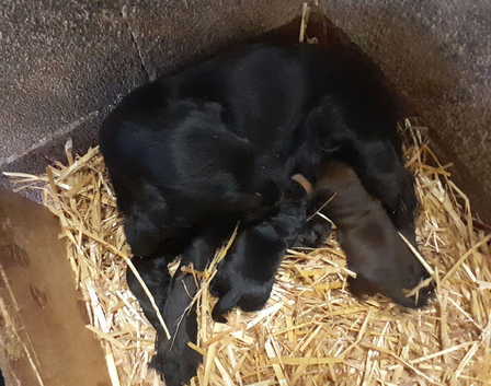 COCKER SPANIEL PUPS IN NI ONLY ONE REMAINING